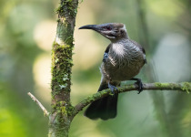 Tasmanian Friarbird