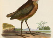 Tawny Antpitta