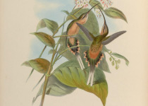 Tawny-bellied Hermit