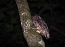 Tawny-bellied Screech Owl
