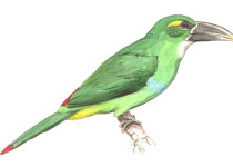 Tawny-bellied Toucanet