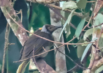 Tawny-breasted Honeyeater