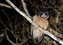 Tawny-browed Owl