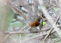 Tawny-chested Flycatcher