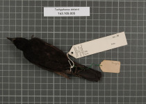 Tawny-crested Tanager