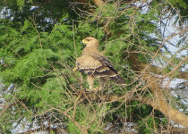 Tawny Eagle