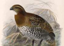 Tawny-faced Quail