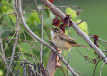 Tawny-flanked Prinia