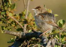 Tawny-flanked Prinia