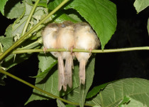 Tawny-flanked Prinia