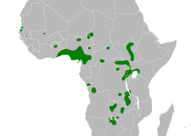 Tawny-flanked Prinia