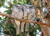 Tawny Frogmouth