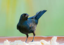 Tawny-shouldered Blackbird