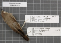 Tawny-throated Dotterel