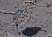 Tawny-throated Dotterel