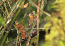 Tawny-throated Leaftosser