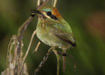 Tawny-tufted Toucanet