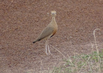 Temminck's Courser