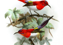 Temminck's Sunbird