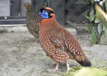 Temminck's tragopan