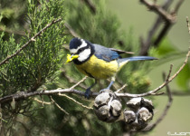 Tenerife Blue Tit