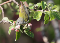 Tennessee Warbler