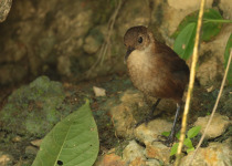 Tepui Wren