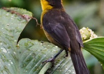 Thick-billed Brush Finch