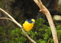 Thick-billed Euphonia