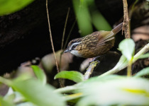 Thick-billed Flowerpecker