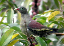 Thick-billed Green Pigeon