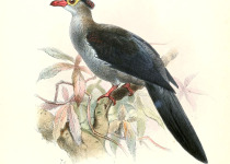 Thick-billed Ground Pigeon