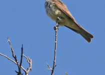 Thick-billed Kingbird