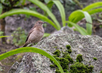 Thick-billed Miner