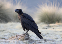 Thick-billed Raven