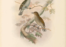 Thick-billed Spiderhunter