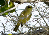 Thick-billed Vireo