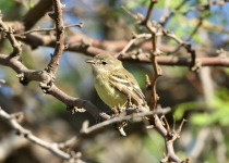 Thin-billed Tyrannulet