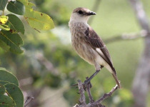 Thollon's Anteater-Chat