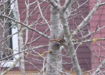 Thorn-tailed Rayadito