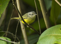 Three-banded Warbler