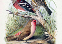 Three-striped Rosefinch