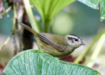 Three-striped Warbler