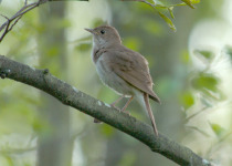 Thrush Nightingale