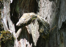 Tianquan treecreeper