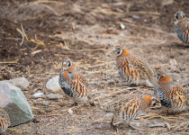 Tibetan Partridge