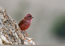 Tibetan Rosefinch