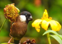 Tibetan Rosefinch