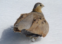 Tibetan Sandgrouse