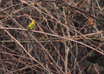 Tibetan Siskin
